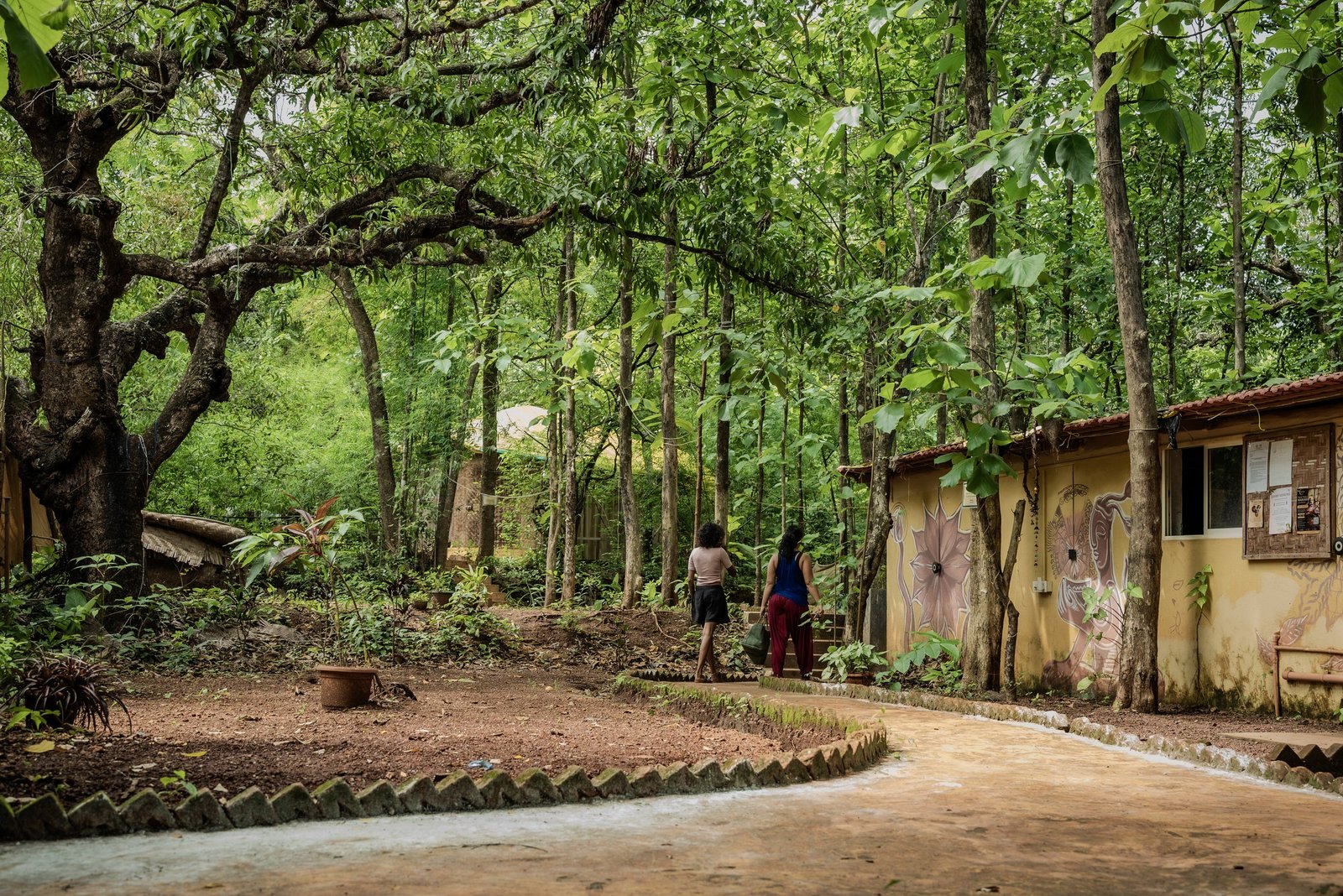Woodland path winding through a tropical retreat